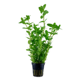 043 Bacopa caroliniana